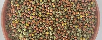 Siberian Rubythroatl bird food Siberian Rubythroatl bird food