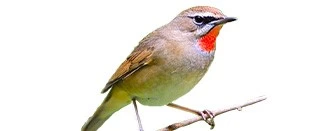 siberian rubythroatl bird siberian rubythroatl bird